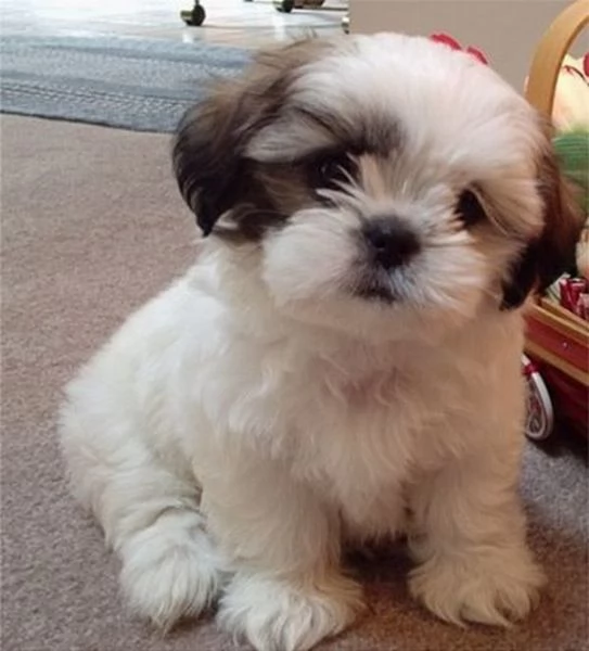 Cuccioli di Shih Tzu