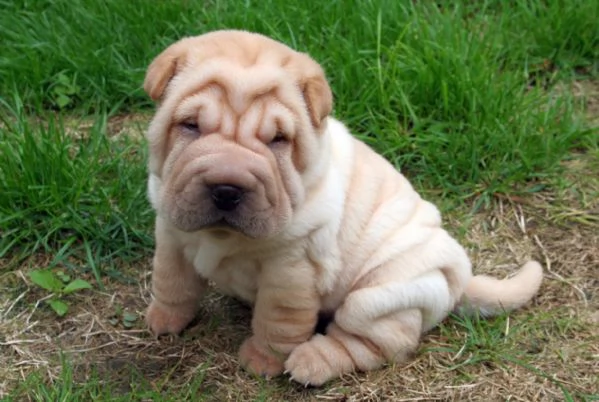 Cuccioli di Shar Pei pronti per partire