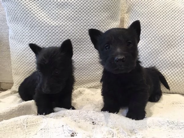 Cuccioli di Scottish Terrier in cerca di adozione