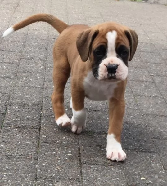 Cuccioli di boxer in vendita | Foto 1