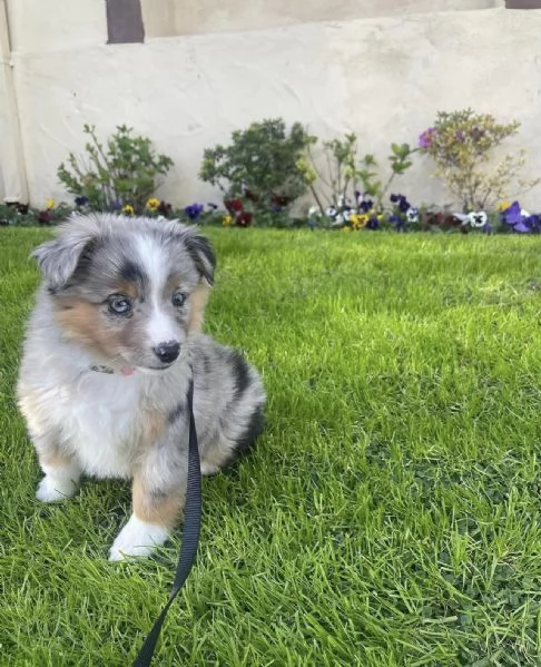 Cuccioli di pastore australiano in cerca di adozione | Foto 6