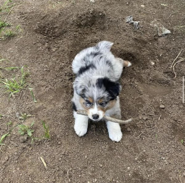 Cuccioli di pastore australiano in cerca di adozione | Foto 3