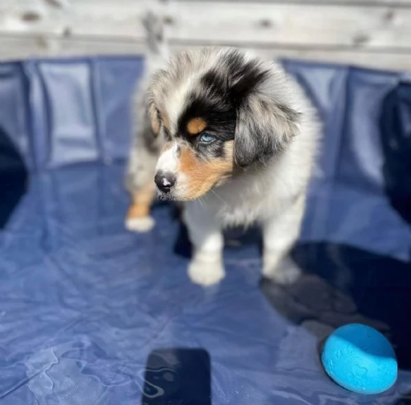 Cuccioli di pastore australiano in cerca di adozione