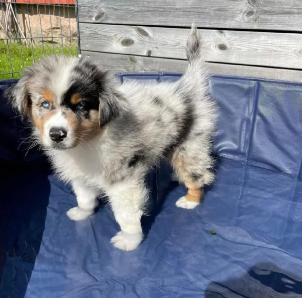 Cuccioli di pastore australiano in cerca di adozione | Foto 2