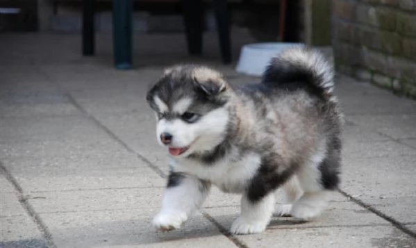 cuccioli di Alaskan Malamute maschi e femmine