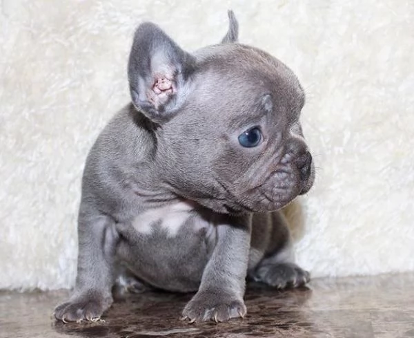 cuccioli di bulldog francese maschi e femmine | Foto 5