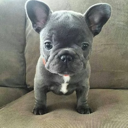 cuccioli di bulldog francese maschi e femmine