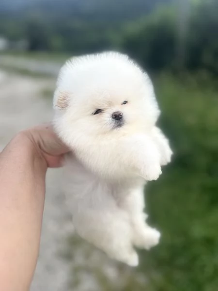 Spitz tedesco Nano  Pomerania