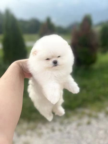 Spitz tedesco Nano  Pomerania | Foto 1