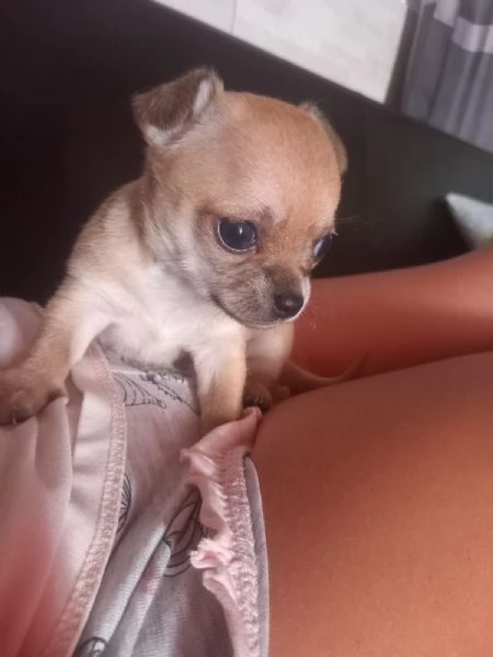 Chihuahua femminuccia | Foto 1