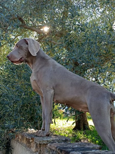 Vendesi cuccioli di weimaraner  | Foto 6