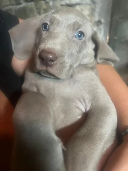 Vendesi cuccioli di weimaraner  | Foto 4