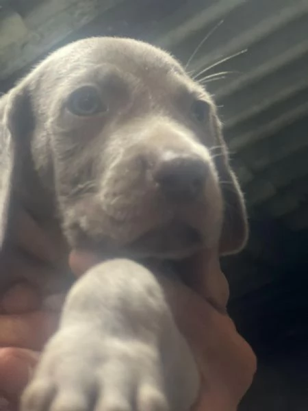 Vendesi cuccioli di weimaraner  | Foto 3