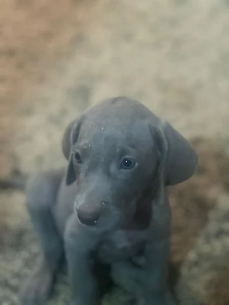 Vendesi cuccioli di weimaraner  | Foto 1