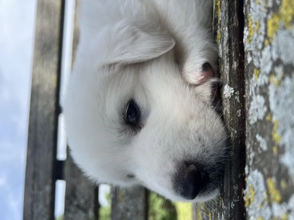 Cucciolo pastore maremmano  | Foto 0