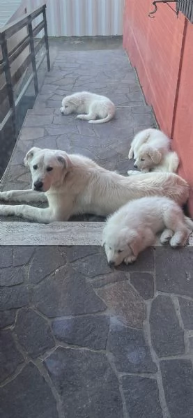 CUCCIOLI PASTORE MAREMMANO