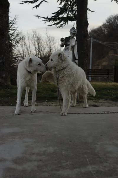 CUCCIOLI PASTORE MAREMMANO | Foto 6