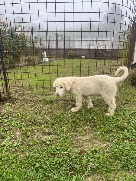 CUCCIOLI PASTORE MAREMMANO | Foto 2