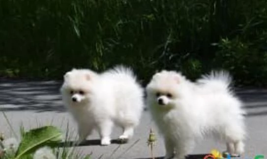 REGALO MICRO POMERANIA TOY CUCCIOLI DISPONIBLE PER LADOZIONE