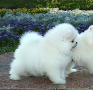 cuccioli di Pomerania intelligenti e dolci