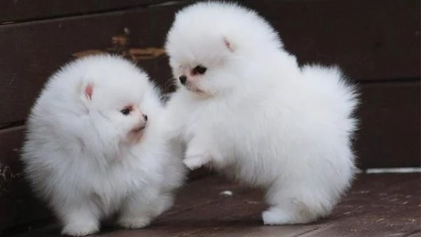 cuccioli di Pomerania intelligenti | Foto 0