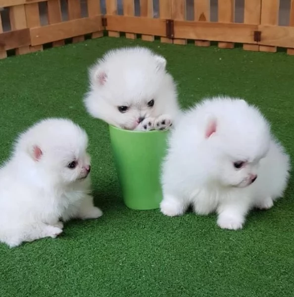 2Pomerania intelligenti e dolci