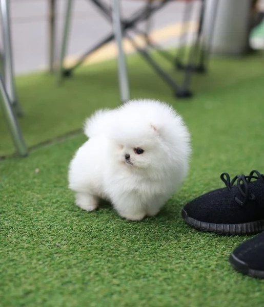 2cuccioli di Pomerania intelligenti e dolci | Foto 1