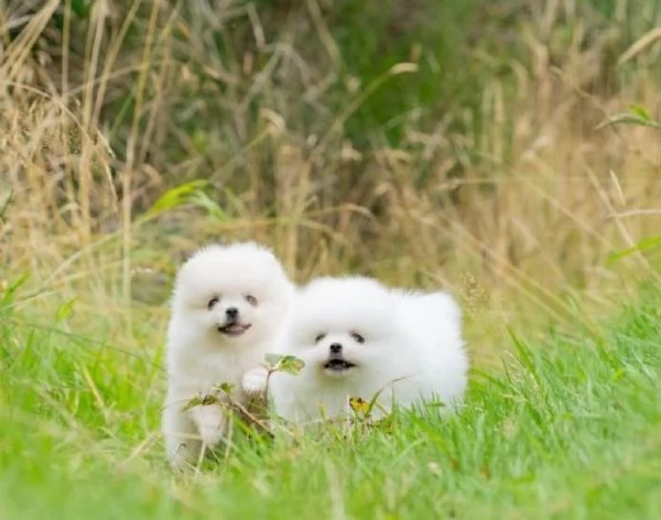 Cucciola di Pomeranian Toy