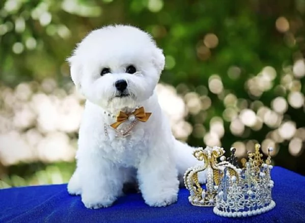 Bichon Frise cucciolo in vendita | Foto 5