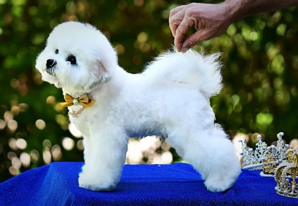 Bichon Frise cucciolo in vendita | Foto 4