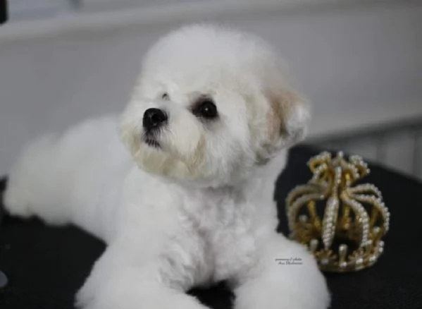 Bichon Frise cucciolo in vendita | Foto 2