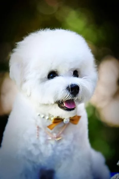 Bichon Frise cucciolo in vendita | Foto 1