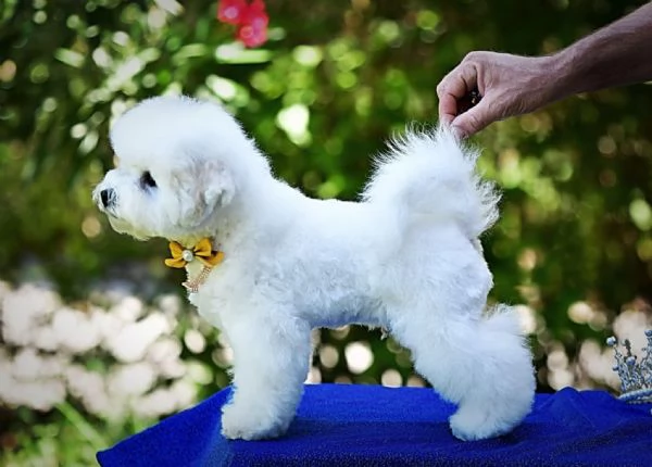 Bichon Frise cucciolo in vendita | Foto 0