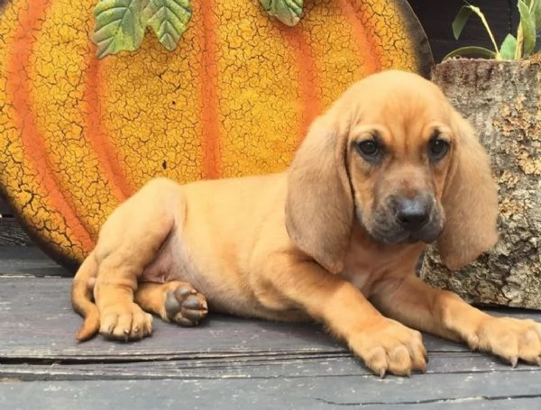 2cuccioli di Bloodhound