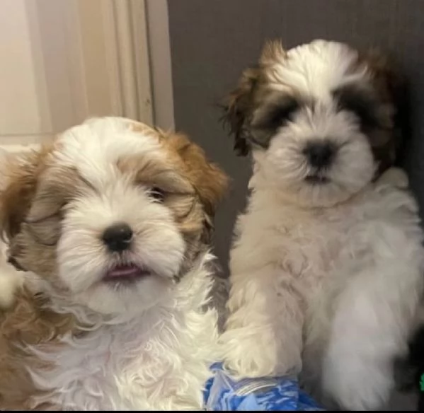 Bellissimi cuccioli di shihtzu