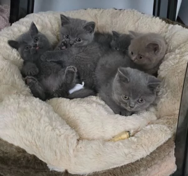 Bellissima  gatti a pelo corto in adozione British shorthair