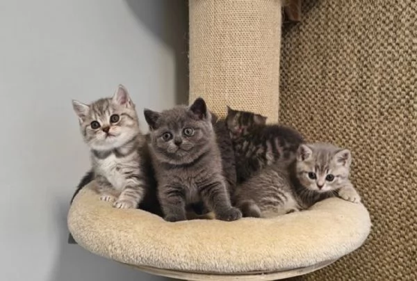 4 gatti a pelo corto in adozione British shorthair