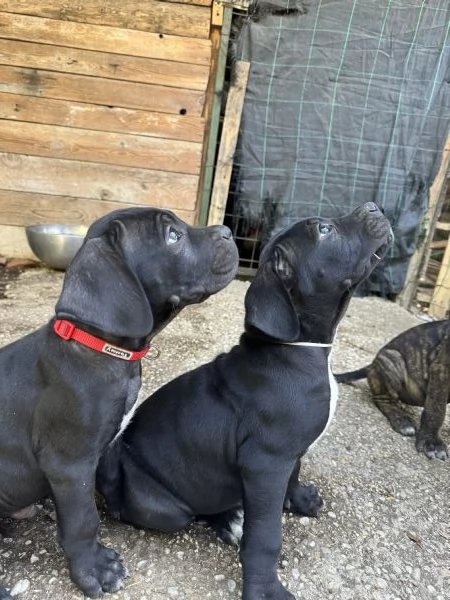 Cuccioli di cane corso | Foto 0