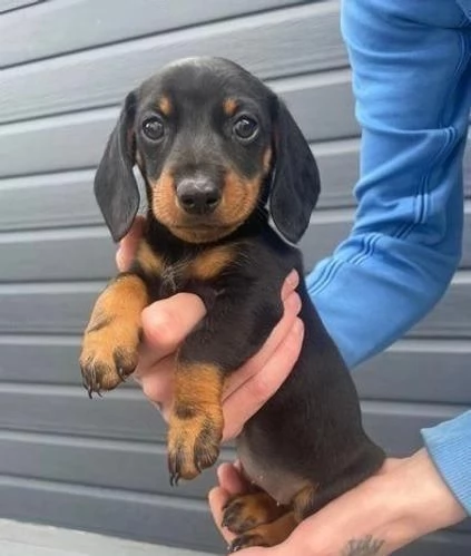 cuccioli di bassotto maschi e femmine | Foto 1