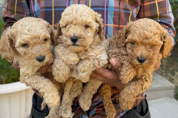 regala cuccioli di barboncino maschi e femmine | Foto 2