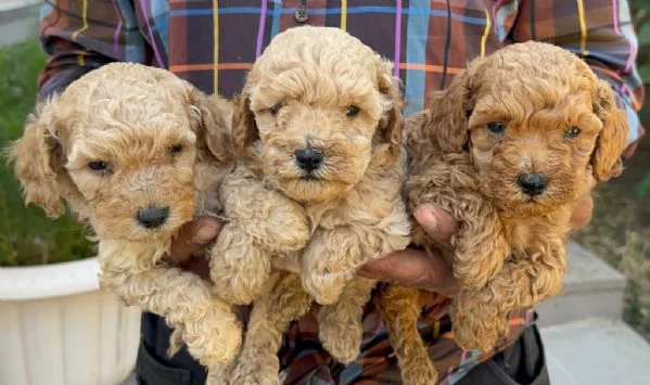 regala cuccioli di barboncino maschi e femmine