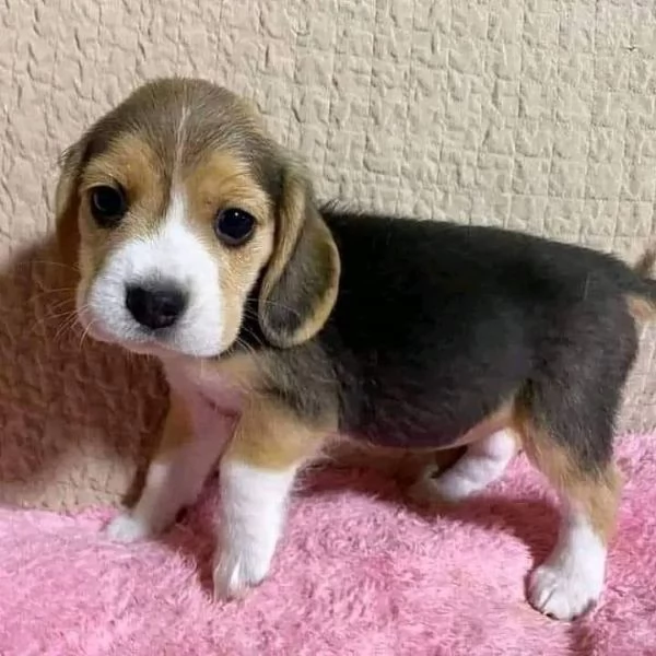 regala cuccioli di beagle maschi e femmine