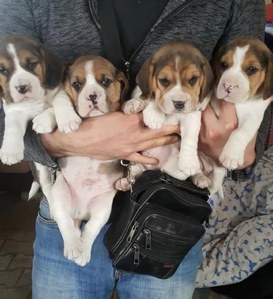 regala cuccioli di beagle maschi e femmine | Foto 1