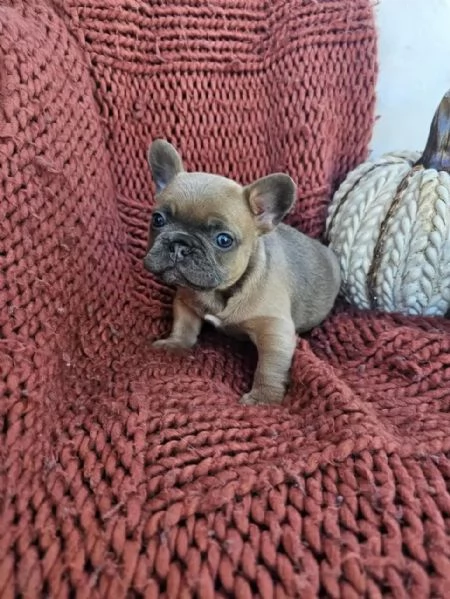 regala cuccioli di bulldog francese maschi e femmine | Foto 2