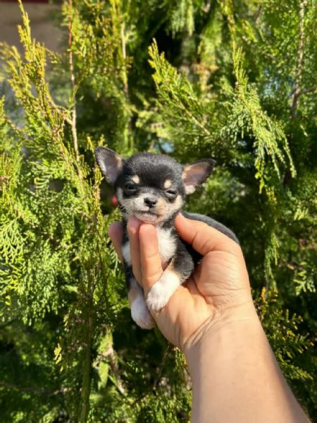 regalo cuccioli di Chihuahua maschi e femmine | Foto 2