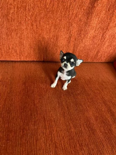 regalo cuccioli di Chihuahua maschi e femmine | Foto 0