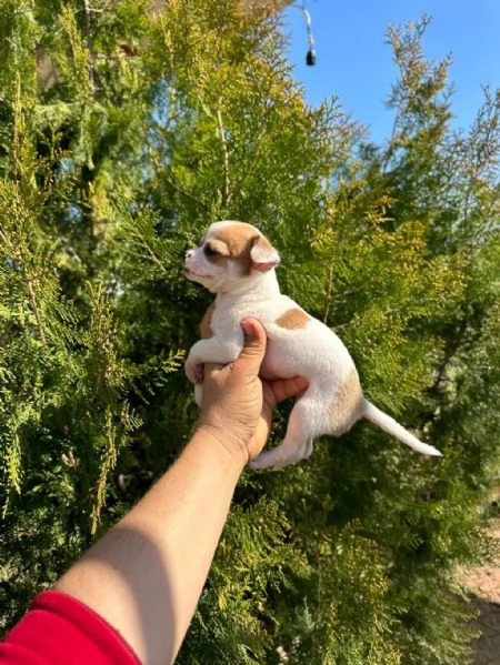 regalo cuccioli di Chihuahua maschi e femmine