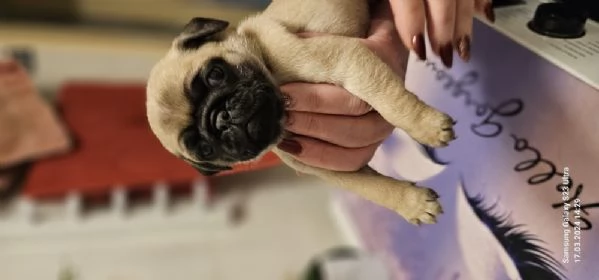 regalo carlino maschio e femmina | Foto 0