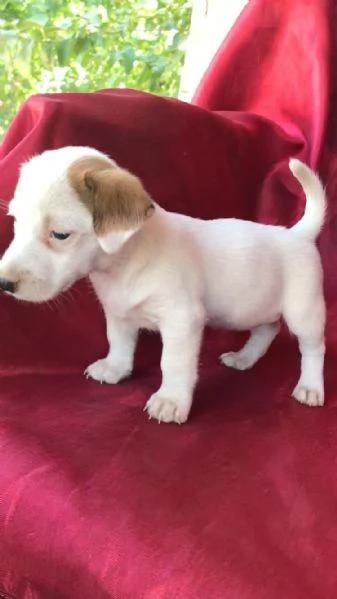 regalo cuccioli di Jack Russel maschi e femmine | Foto 2