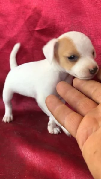 regalo cuccioli di Jack Russel maschi e femmine | Foto 1